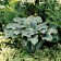 Photo Courtesy of Walter's Gardens, Inc.