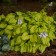 Photo Courtesy of Walter's Gardens, Inc.