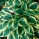 Photo Courtesy of Walter's Gardens, Inc.