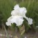 Photo Courtesy of Walter's Gardens, Inc.