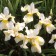 Photo Courtesy of Walter's Gardens, Inc.