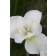 Photo Courtesy of Bailey Nurseries Inc.