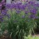 Photo Courtesy of Walter's Gardens, Inc.
