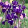 Photo Courtesy of Walter's Gardens, Inc.