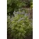 Photo Courtesy of Bailey Nurseries Inc.