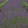 Photo Courtesy of Walter's Gardens, Inc.