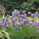 Photo Courtesy of Bailey Nurseries Inc.