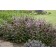 Photo Courtesy of Bailey Nurseries Inc.