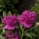 Photo Courtesy of Walter's Gardens, Inc.