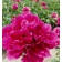 Photo Courtesy of Bailey Nurseries Inc.