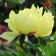Photo Courtesy of Walter's Gardens, Inc.