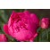 Photo Courtesy of Bailey Nurseries Inc.