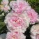 Photo Courtesy of Bailey Nurseries Inc.
