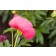 Photo Courtesy of Bailey Nurseries Inc.