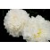 Photo Courtesy of Bailey Nurseries Inc.