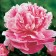 Photo Courtesy of Walter's Gardens, Inc.