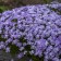 Photo Courtesy of Walter's Gardens, Inc.