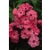 Photo Courtesy of Bailey Nurseries Inc.