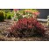 Photo Courtesy of Bailey Nurseries Inc.