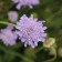 Photo Courtesy of Walter's Gardens, Inc.