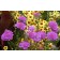Photo Courtesy of TERRA NOVA® Nurseries, Inc.