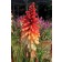 Photo Courtesy of TERRA NOVA® Nurseries, Inc.