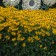 Photo Courtesy of Walter's Gardens, Inc.