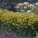 Photo Courtesy of Walter's Gardens, Inc.