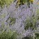 Photo Courtesy of Walter's Gardens, Inc.