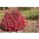 Photo Courtesy of Bailey Nurseries Inc.