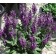 Photo Courtesy of Bailey Nurseries Inc.