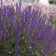 Photo Courtesy of Walter's Gardens, Inc.