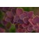 Photo Courtesy of Bailey Nurseries Inc.
