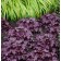 Photo Courtesy of TERRA NOVA® Nurseries, Inc.