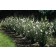 Photo Courtesy of Bailey Nurseries Inc.
