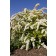 Photo Courtesy of Bailey Nurseries Inc.