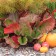 Photo Courtesy of Walter's Gardens, Inc.