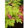 Photo Courtesy of TERRA NOVA® Nurseries, Inc.