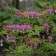 Photo Courtesy of Walter's Gardens, Inc.