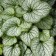 Photo Courtesy of Walter's Gardens, Inc.