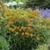 Photo Courtesy of Walter's Gardens, Inc.