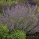 Photo Courtesy of Walter's Gardens, Inc.