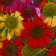 Photo Courtesy of Walter's Gardens, Inc.