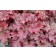 Photo Courtesy of TERRA NOVA® Nurseries, Inc.