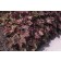 Photo Courtesy of Bailey Nurseries Inc.