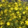 Photo Courtesy of Walter's Gardens, Inc.