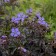 Photo Courtesy of Walter's Gardens, Inc.