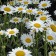 Photo Courtesy of Walter's Gardens, Inc.