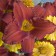 Photo Courtesy of Walter's Gardens, Inc.