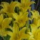 Photo Courtesy of Walter's Gardens, Inc.